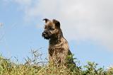 CAIRN TERRIER 507